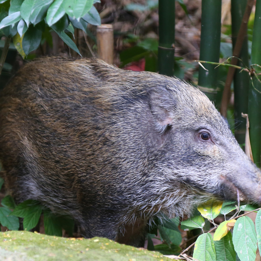 野豬 Wild Boar