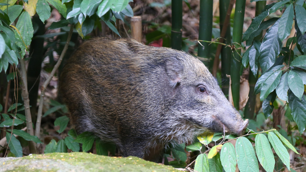 野豬 Wild Boar