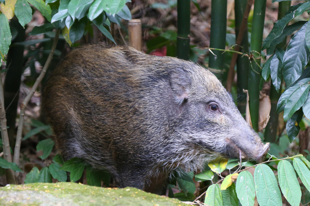 野豬 Wild Boar