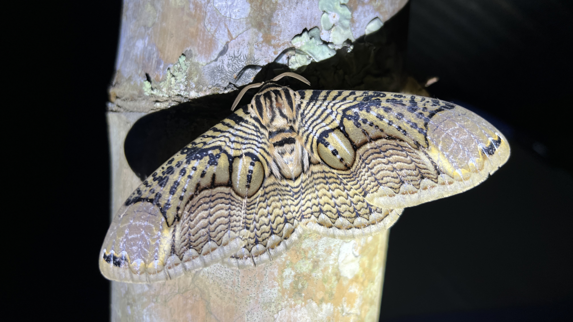 Owl Moth