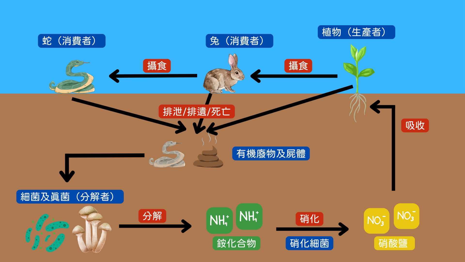 nitrogen cycle