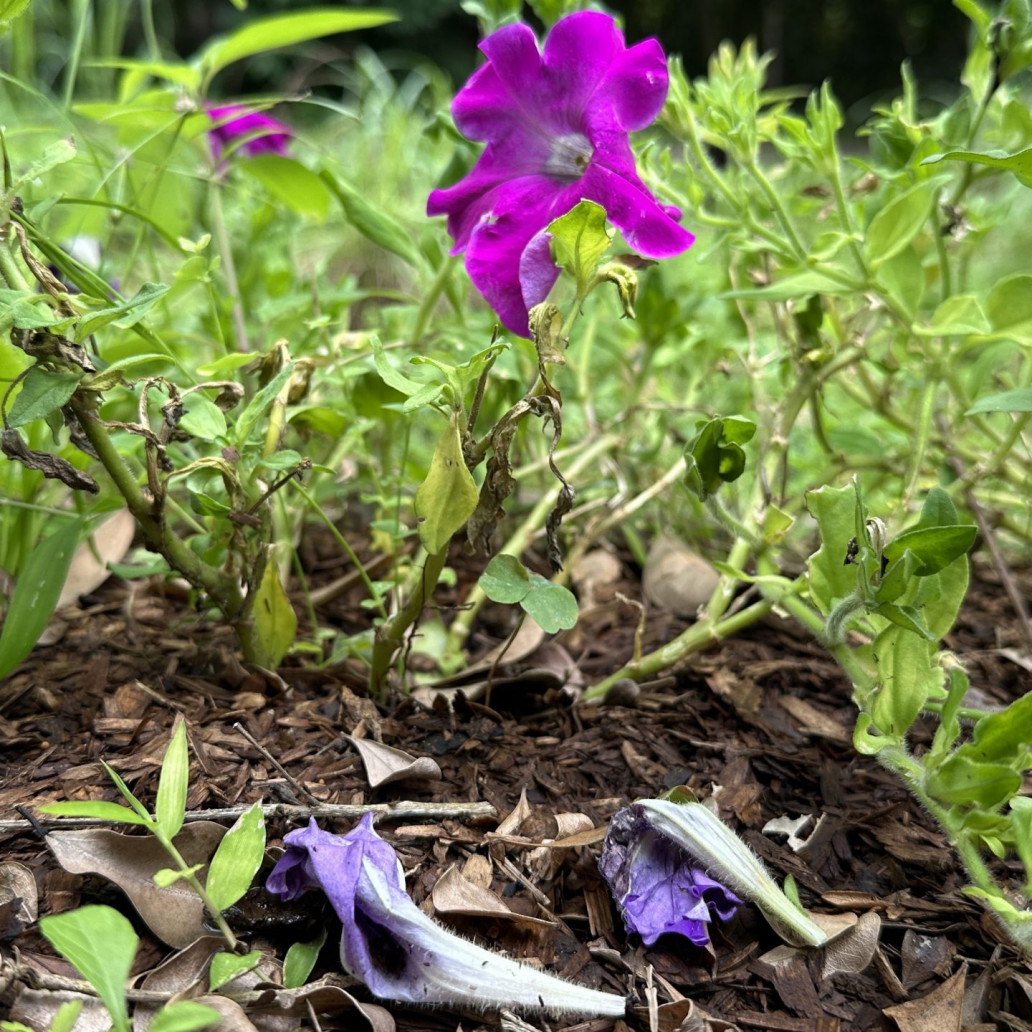 photo cover_落紅不是無情物，化作春泥更護花（1）：分解與物質循環