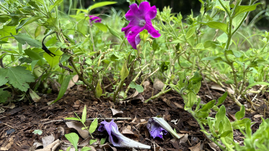 photo cover_落紅不是無情物，化作春泥更護花（1）：分解與物質循環