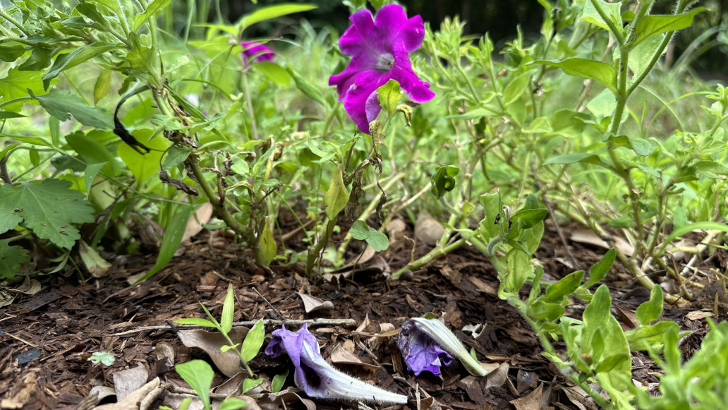 photo cover_落紅不是無情物，化作春泥更護花（1）：分解與物質循環