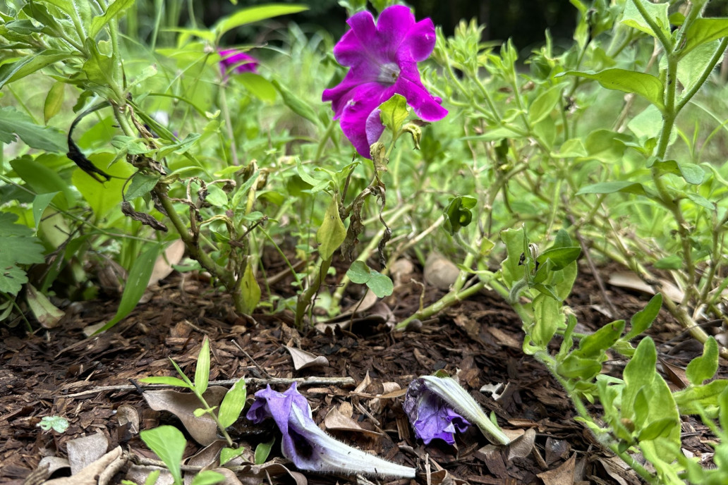 photo cover_落紅不是無情物，化作春泥更護花（1）：分解與物質循環