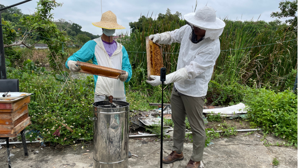 蜂蜜 養蜂 蜂巢