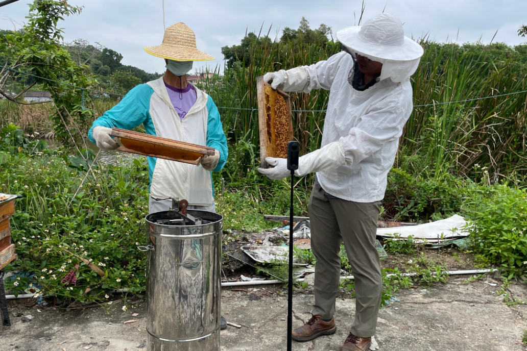 蜂蜜 養蜂 蜂巢