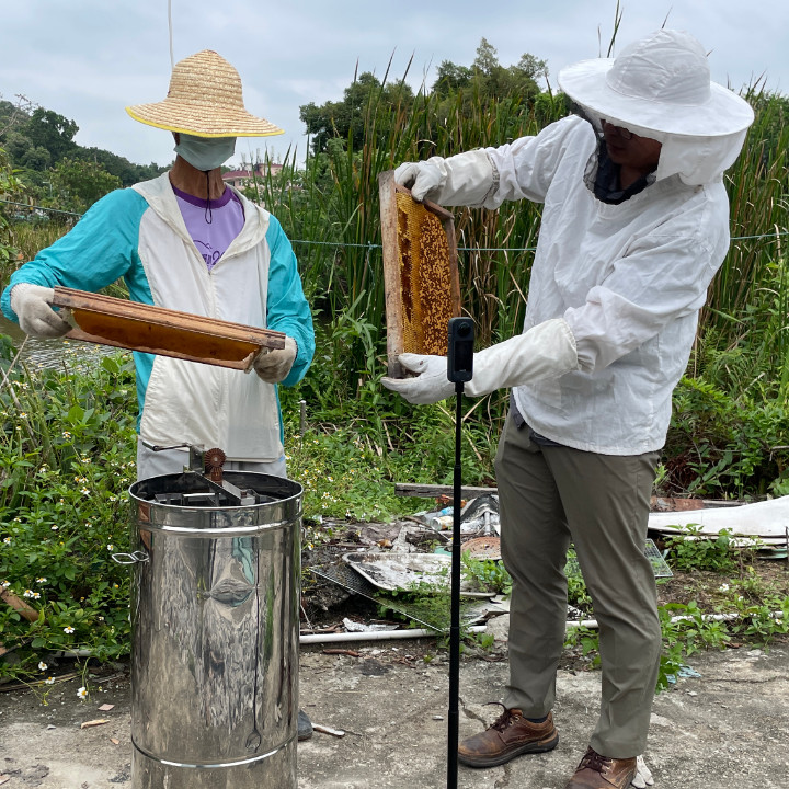 蜂蜜 養蜂 蜂巢